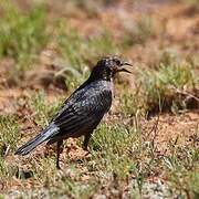 Brewer's Blackbird