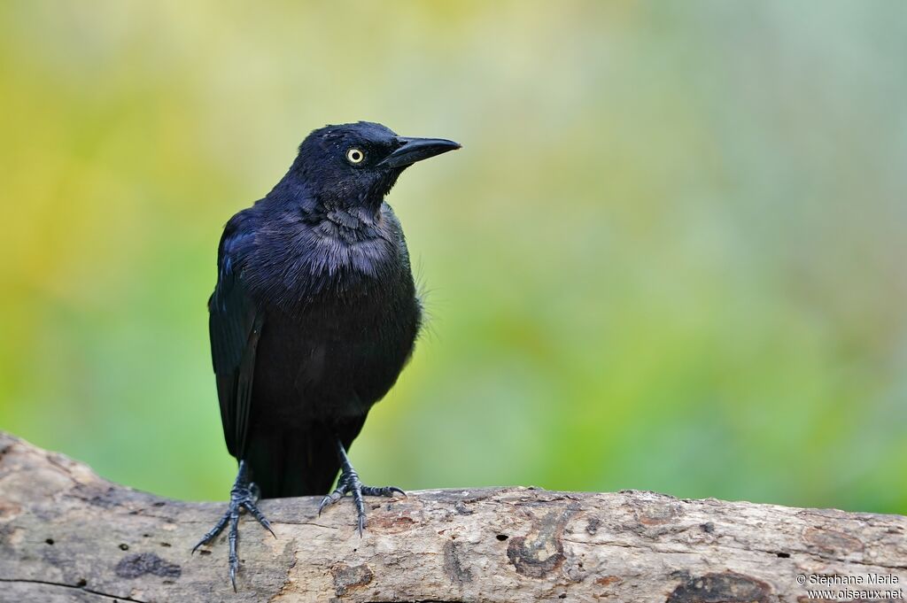 Carib Grackle male adult