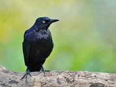 Carib Grackle