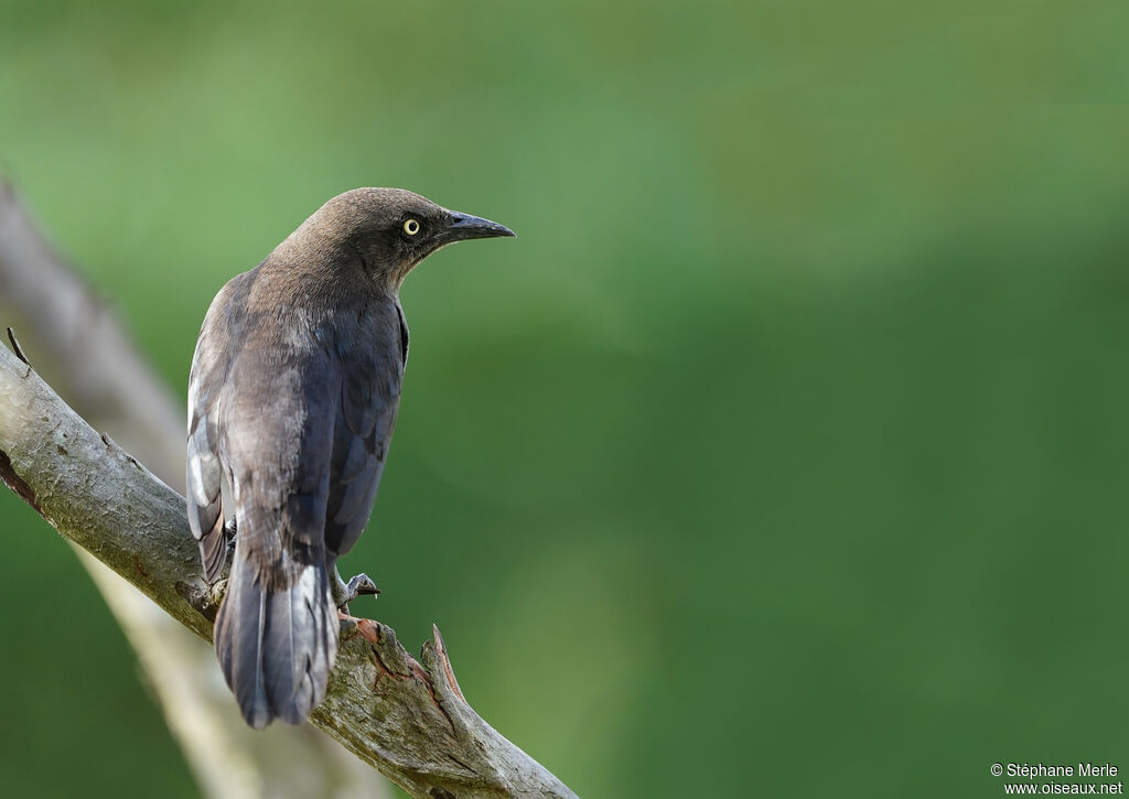 Carib Grackle female adult