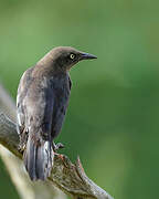 Carib Grackle