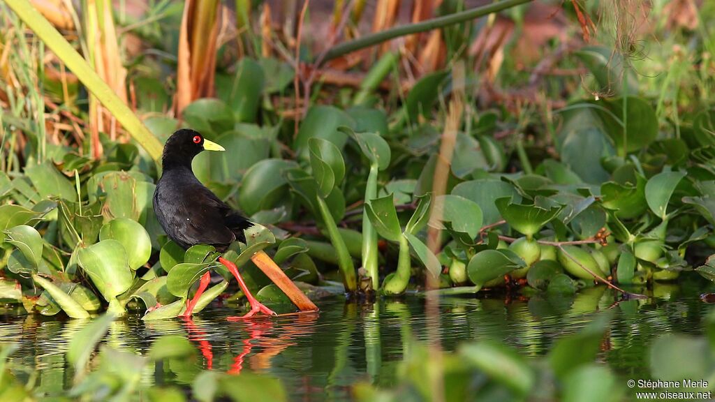 Black Crake