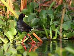 Black Crake