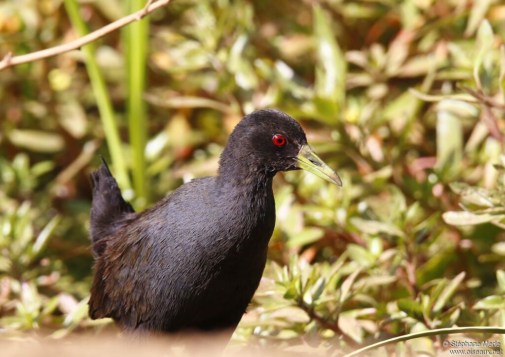 Râle à bec jaunesubadulte