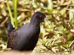 Black Crake