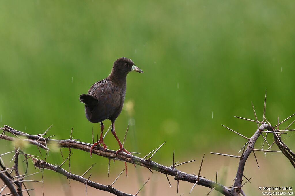 Black Crakejuvenile