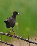 Black Crake