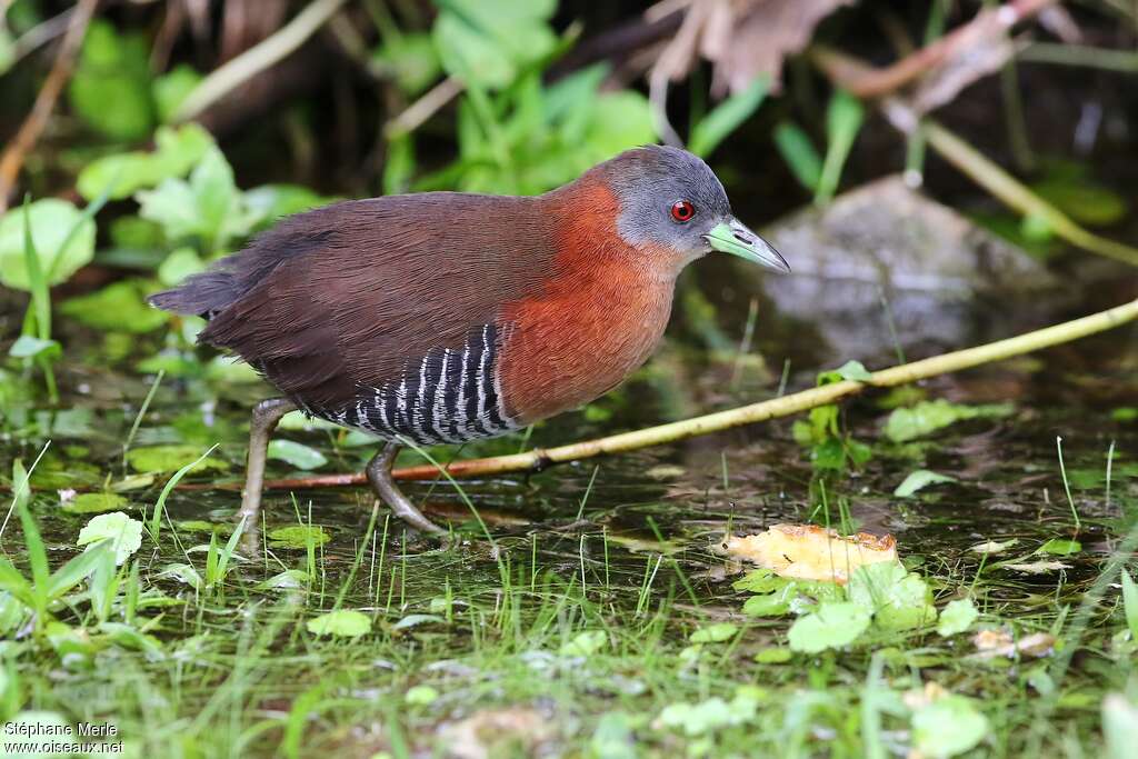 White-throated Crakeadult, identification