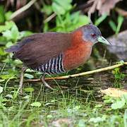 White-throated Crake