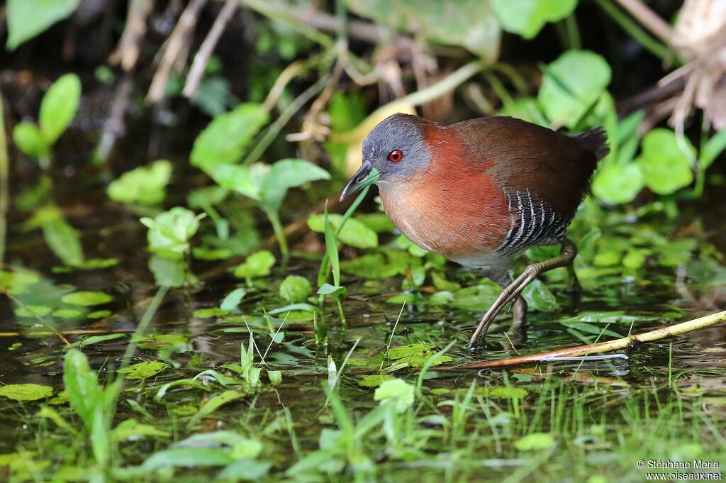 White-throated Crakeadult