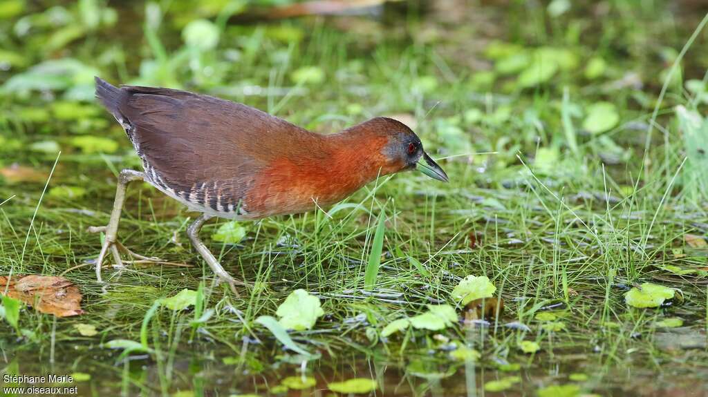 White-throated Crakeadult, habitat, pigmentation, walking