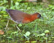 White-throated Crake