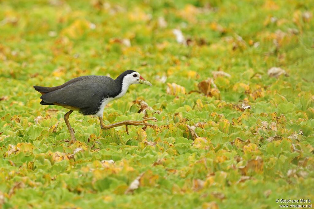 White-breasted Waterhenadult