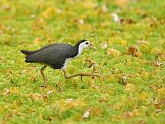 White-breasted Waterhen