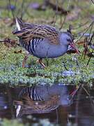 Water Rail