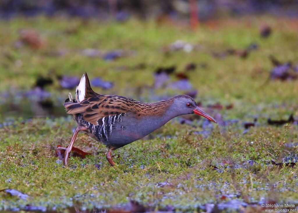 Water Rail