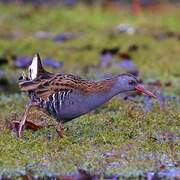 Water Rail