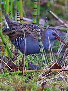 Water Rail