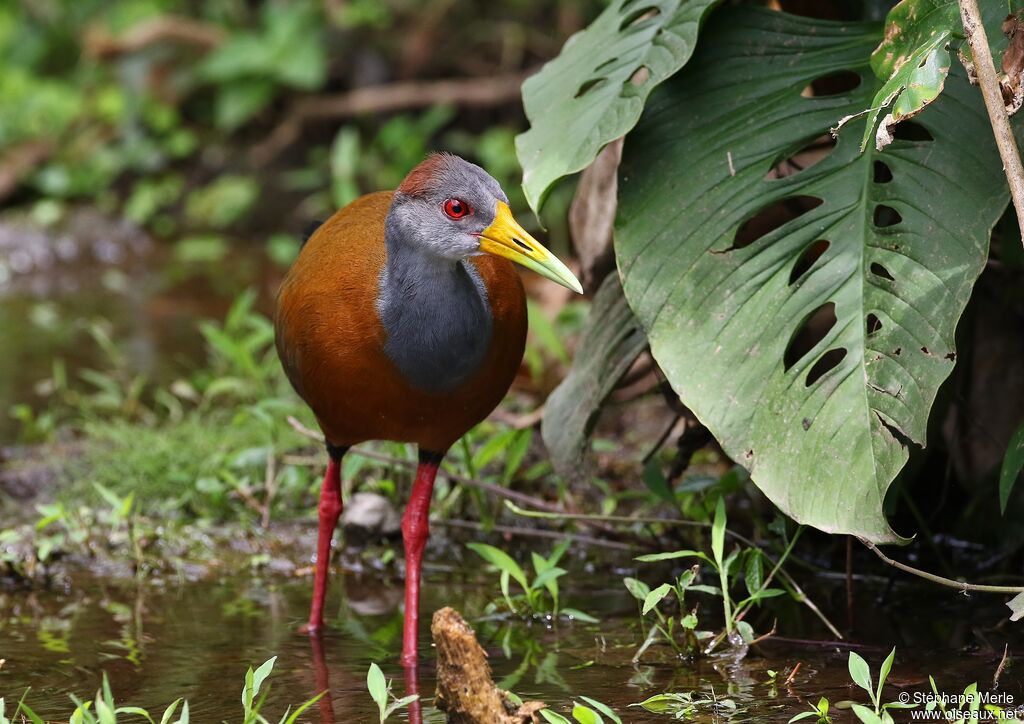 Grey-cowled Wood Railadult