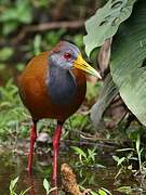 Grey-necked Wood Rail