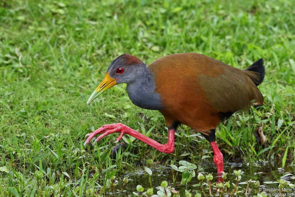 Grey-cowled Wood Railadult