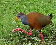 Grey-cowled Wood Rail