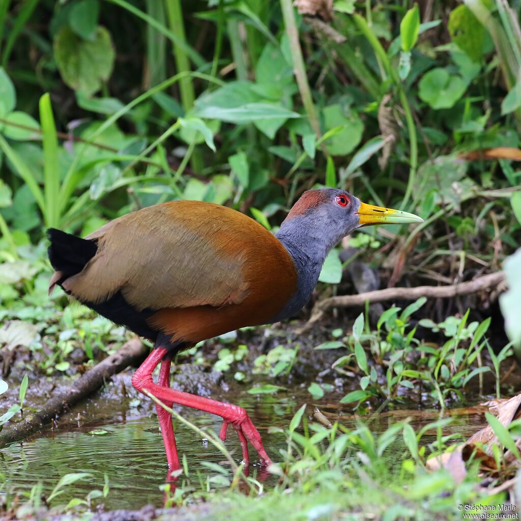 Grey-cowled Wood Railadult