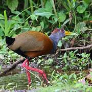 Grey-cowled Wood Rail