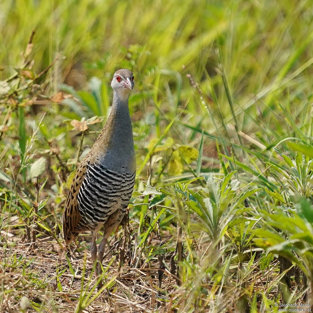 African Crakeadult