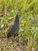 African Crake