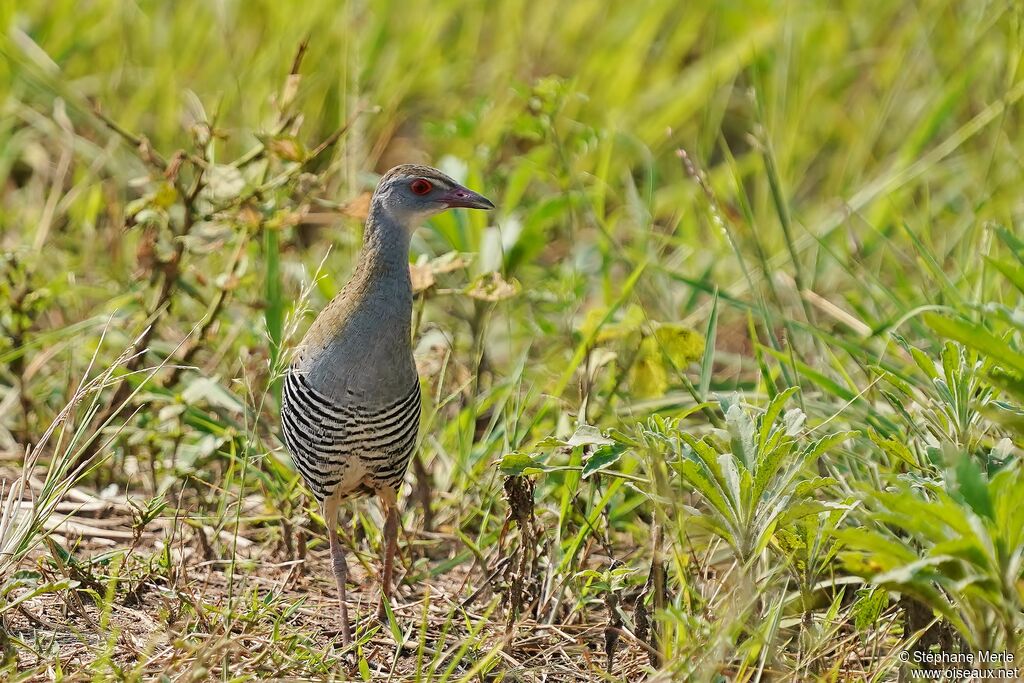 African Crakeadult