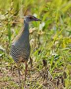 African Crake