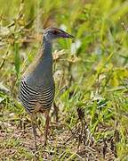 African Crake