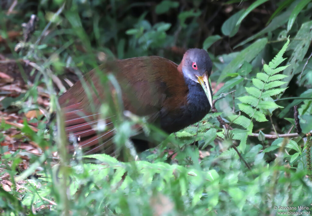 Slaty-breasted Wood Railadult