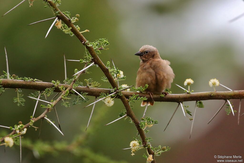 Grey-capped Social Weaveradult