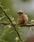 Grey-capped Social Weaver