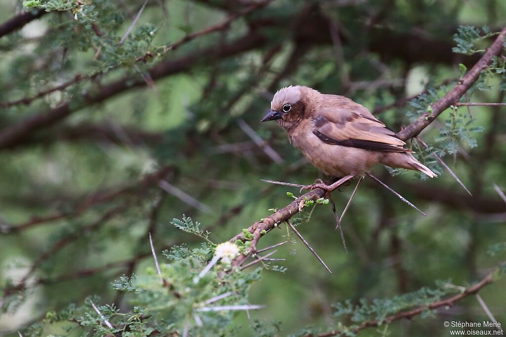 Grey-capped Social Weaveradult