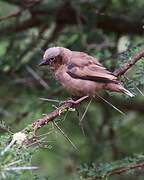 Grey-capped Social Weaver