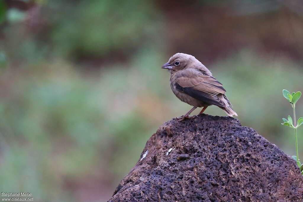 Grey-capped Social Weaverjuvenile, identification