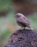 Grey-capped Social Weaver