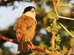 Black-capped Social Weaver