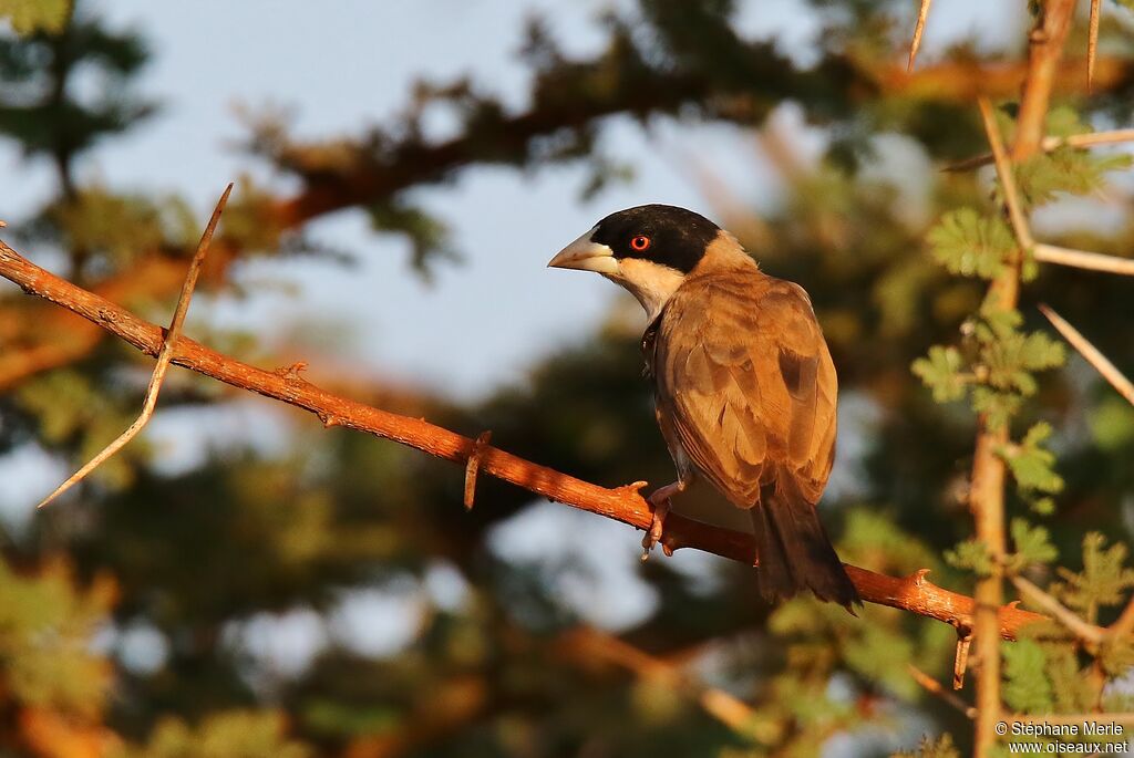 Black-capped Social Weaveradult