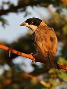 Black-capped Social Weaver