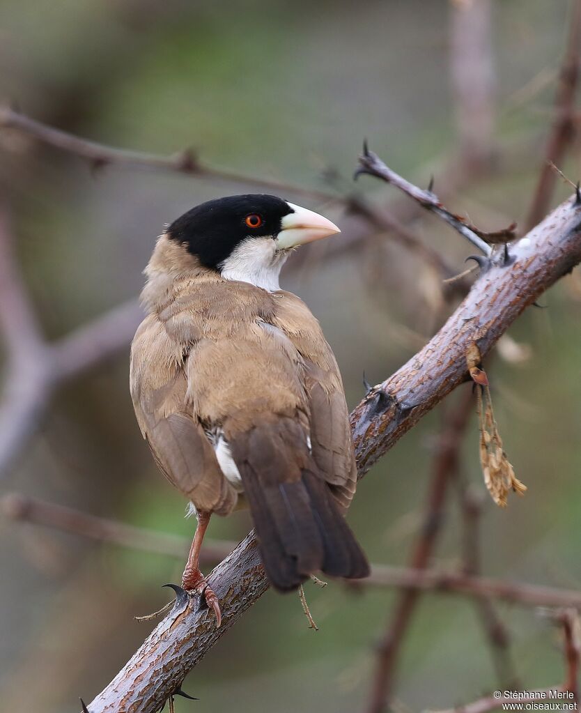 Black-capped Social Weaveradult