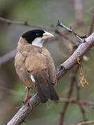 Black-capped Social Weaver