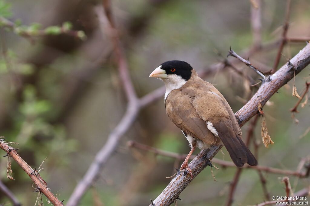 Black-capped Social Weaveradult