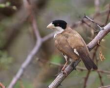 Black-capped Social Weaver