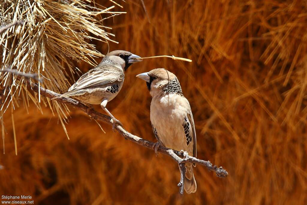 Sociable Weaveradult, Reproduction-nesting