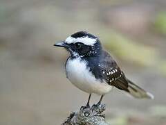 White-browed Fantail