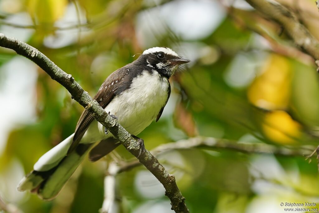 White-browed Fantail